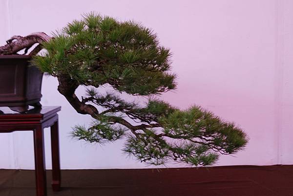 DSC_6748.jpg DSC_6748.jpg