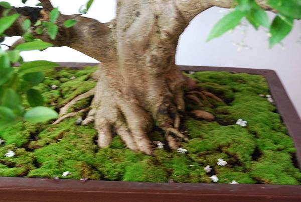 DSC_6754.jpg DSC_6754.jpg