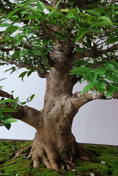 DSC_6755.jpg DSC_6755.jpg