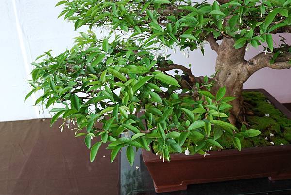 DSC_6757.jpg DSC_6757.jpg