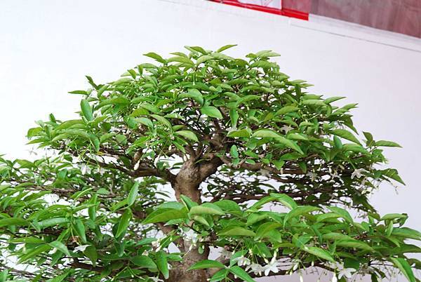 DSC_6759.jpg DSC_6759.jpg