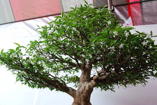 DSC_6760.jpg DSC_6760.jpg