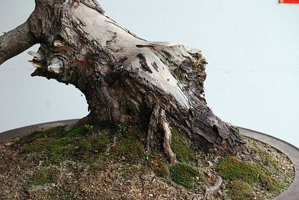 DSC_6764.jpg DSC_6764.jpg