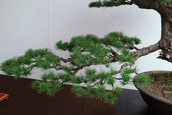 DSC_6767.jpg DSC_6767.jpg