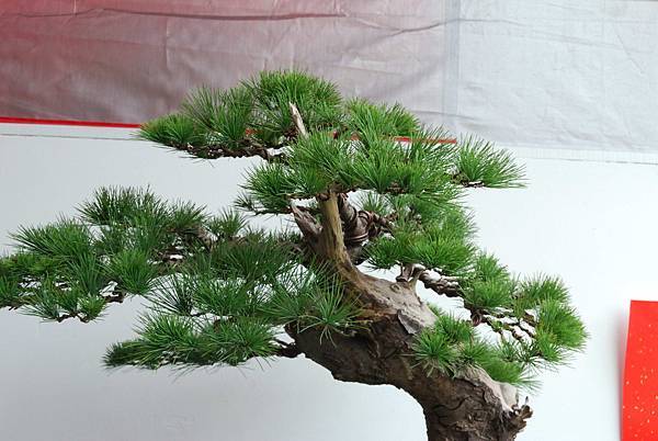 DSC_6768.jpg DSC_6768.jpg