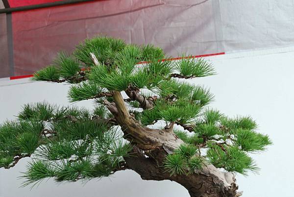 DSC_6769.jpg DSC_6769.jpg