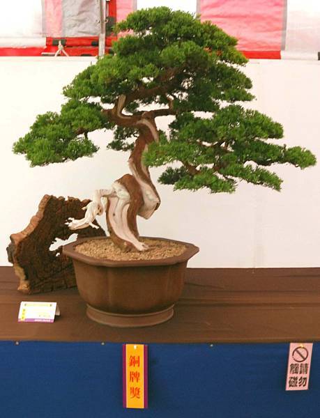 DSC_6771.jpg DSC_6771.jpg