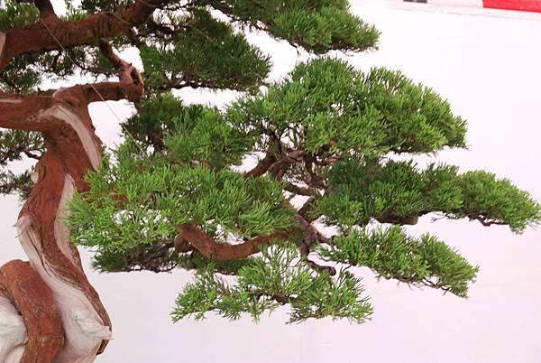 DSC_6776.jpg DSC_6776.jpg