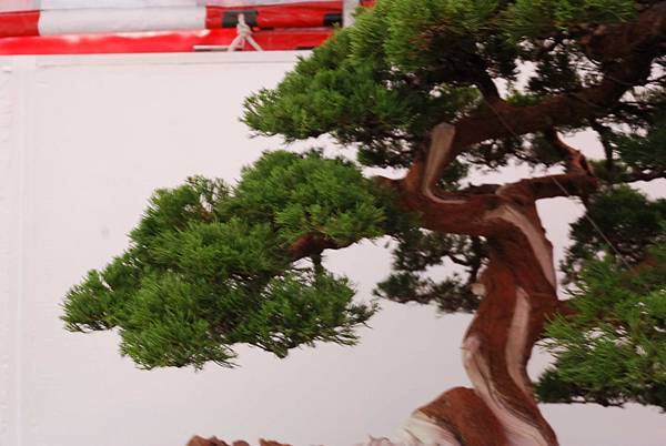 DSC_6775.jpg DSC_6775.jpg