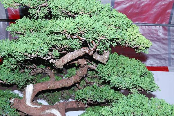 DSC_6781.jpg DSC_6781.jpg