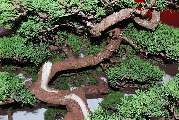 DSC_6782.jpg DSC_6782.jpg