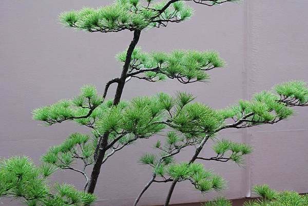 DSC_6794.jpg DSC_6794.jpg