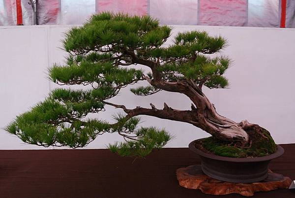 DSC_6806.jpg DSC_6806.jpg