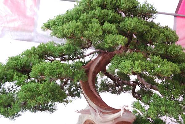 DSC_6811.jpg DSC_6811.jpg