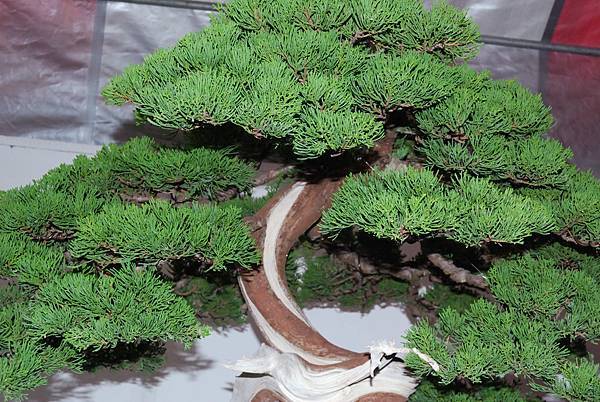 DSC_6812.jpg DSC_6812.jpg