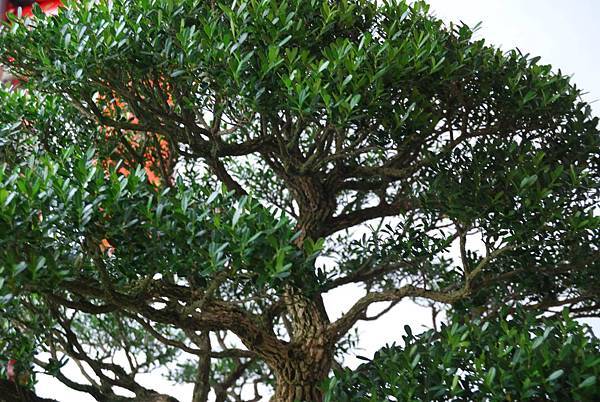 DSC_6818.jpg DSC_6818.jpg