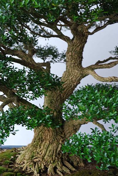 DSC_6817.jpg DSC_6817.jpg