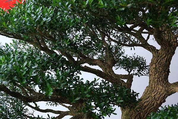 DSC_6819.jpg DSC_6819.jpg