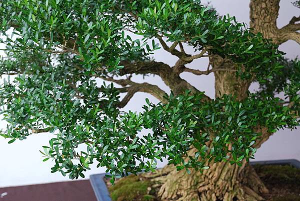 DSC_6820.jpg DSC_6820.jpg