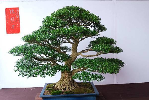 DSC_6821.jpg DSC_6821.jpg