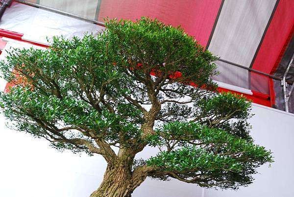 DSC_6823.jpg DSC_6823.jpg