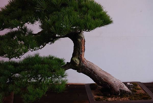 DSC_6831.jpg DSC_6831.jpg