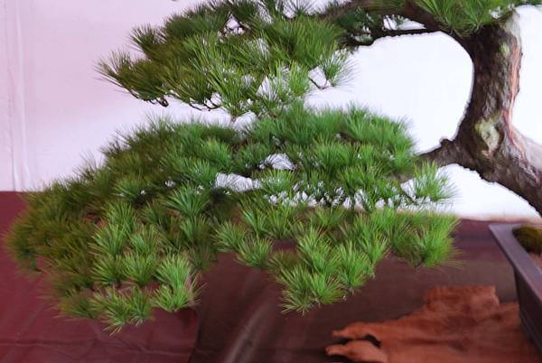 DSC_6832.jpg DSC_6832.jpg