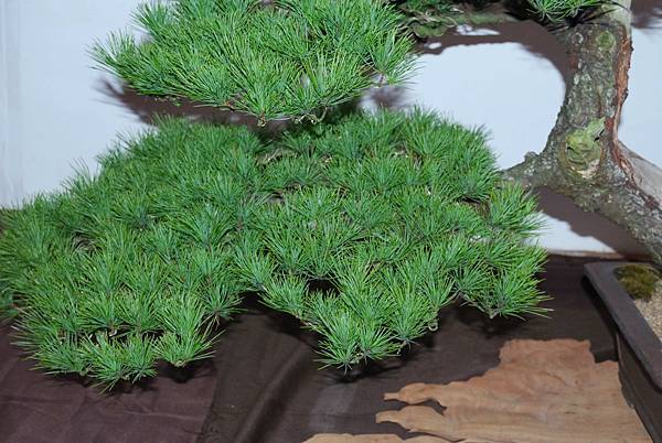 DSC_6833.jpg DSC_6833.jpg