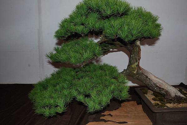 DSC_6834.jpg DSC_6834.jpg