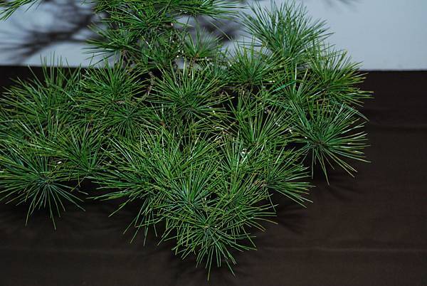 DSC_6859.jpg DSC_6859.jpg