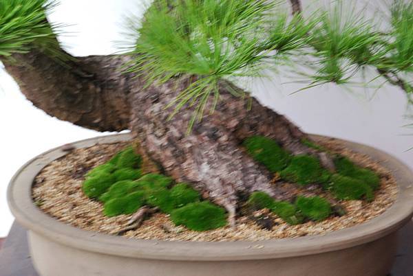 DSC_6863.jpg DSC_6863.jpg