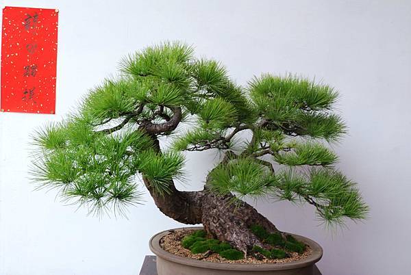 DSC_6865.jpg DSC_6865.jpg