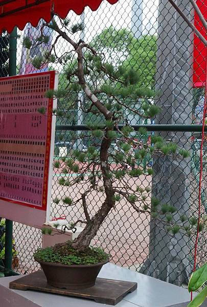 DSC_6868.jpg DSC_6868.jpg