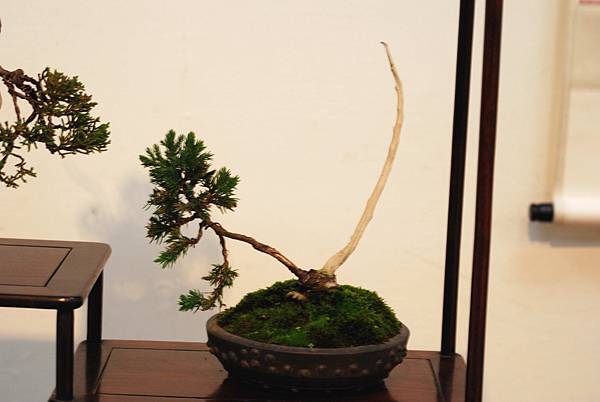 DSC_7382.jpg DSC_7382.jpg