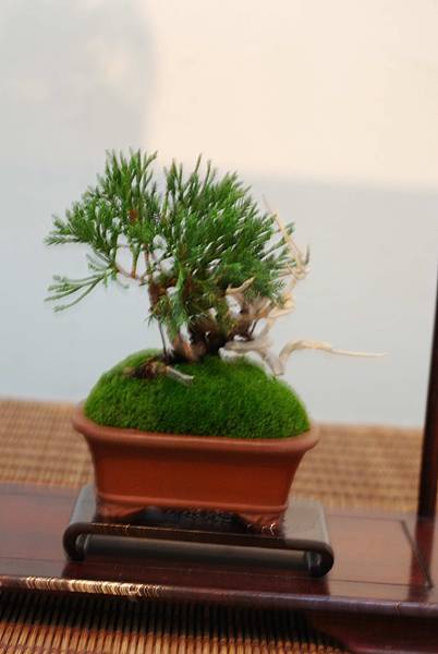 DSC_7388.jpg DSC_7388.jpg