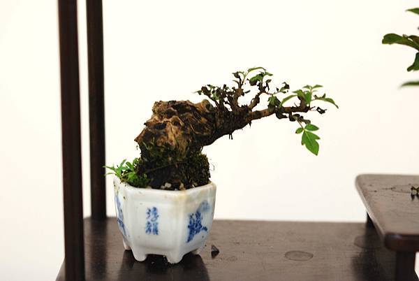 DSC_7410.jpg DSC_7410.jpg