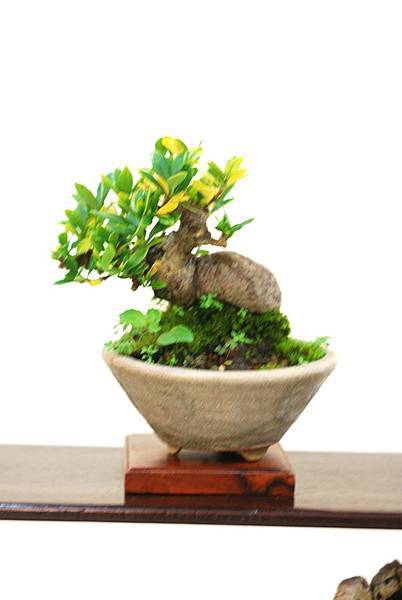 DSC_7409.jpg DSC_7409.jpg