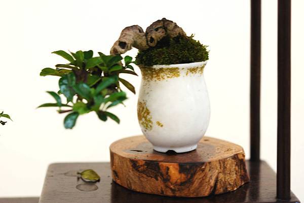 DSC_7411.jpg DSC_7411.jpg