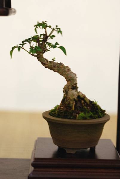 DSC_7413.jpg DSC_7413.jpg