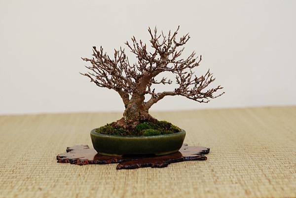 DSC_7419.jpg DSC_7419.jpg