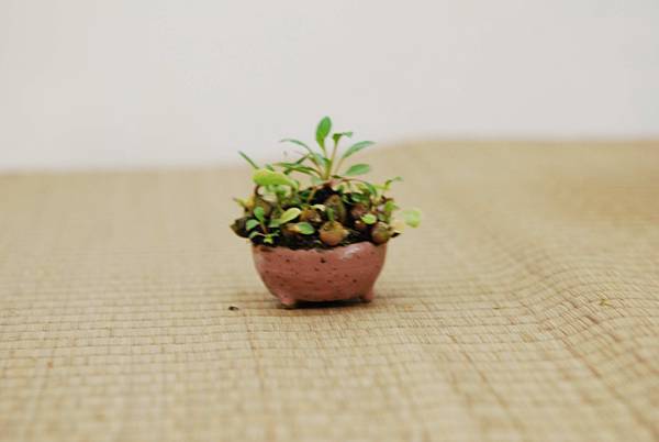 DSC_7420.jpg DSC_7420.jpg