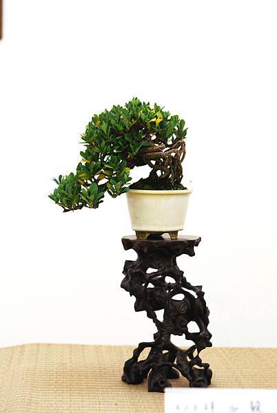 DSC_7421.jpg DSC_7421.jpg