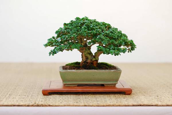 DSC_7426.jpg DSC_7426.jpg