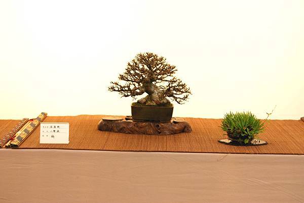 DSC_7437.jpg DSC_7437.jpg