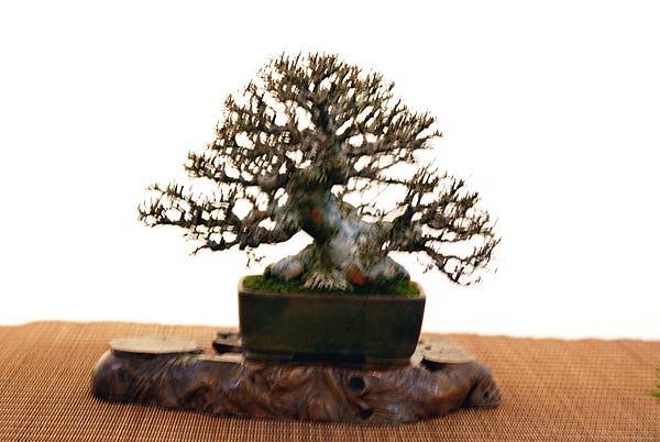 DSC_7438.jpg DSC_7438.jpg