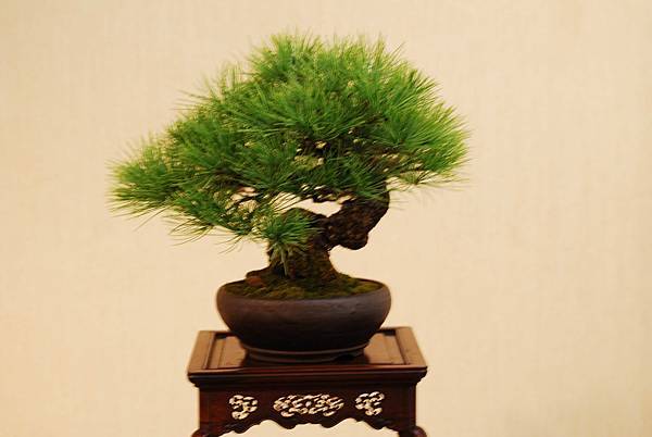 DSC_7445.jpg DSC_7445.jpg