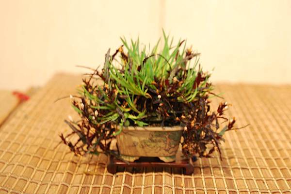 DSC_7447.jpg DSC_7447.jpg