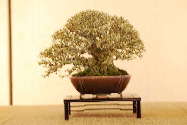 DSC_7452.jpg DSC_7452.jpg