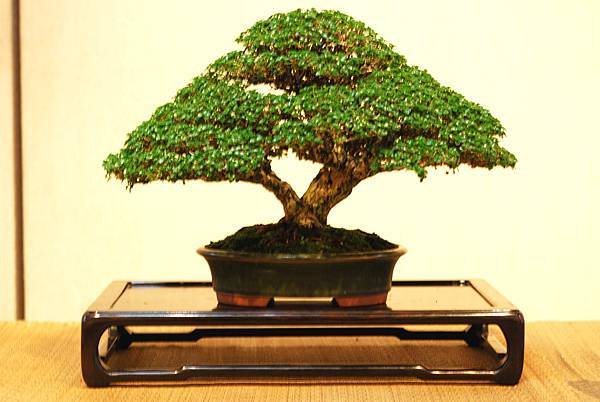 DSC_7455.jpg DSC_7455.jpg