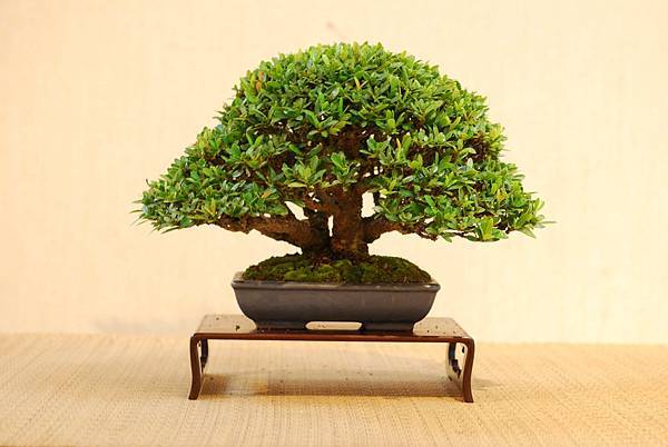 DSC_7459.jpg DSC_7459.jpg